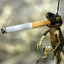 Cigarette