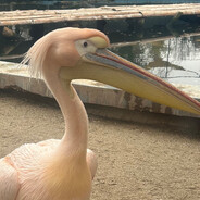 Nituuuu - steam id 76561198210754213