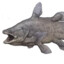 Coelacanth