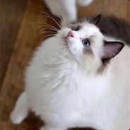 西西里来的dancer