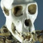 Skullzy