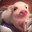 Kolos_ok