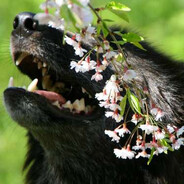 Solstice Animalis