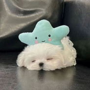 喜欢湾鳄鱼的叶辰杵