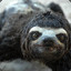 Slimy Sloth