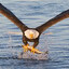 Eaglegrabsthesalmonfromthelake