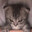 MOSSADAGENT(88)