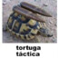 Tortuga Táctica