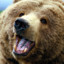 Grizzly_