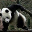 panda2377