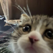 挖掘机新东方最强