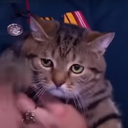 кот Z