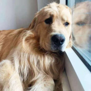 叙利亚敢死队-穿山丁