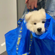 持续性混乱小狗_