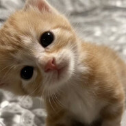 别管了玩会游戏