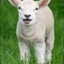 goudale