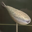 Sacabambaspis