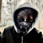 Волосатая вошь