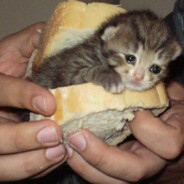 запах марь иванны