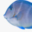 Acanthurus