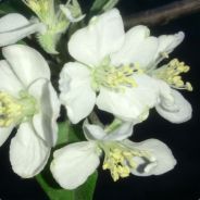 我家狗狗叫踏雪