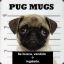 WANTED PUG