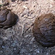 Buceardel