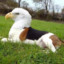 EagleBeagle