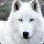 whitewolf`