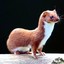 Weasel