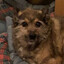 zak
