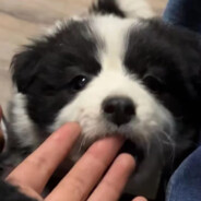 网不好我打死你