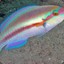 slippery dick