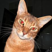 你在我的脑海里很惨