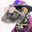 rat pimp