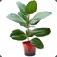 FICUS