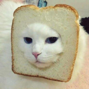 Toasted Cat