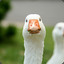 |Confused| |Goose|