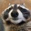 Sad Raccoon