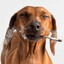 Hund