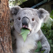 富贵的爸爸的爸爸的爸爸