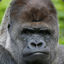 Silverback