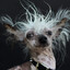 Tu Perrito GUAUGUAU
