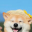 rsyzdhbc
