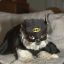 BatDogRufus