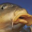 KaRp