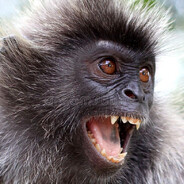 CokedUpMonkey