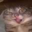 🐈