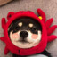 香蕉道老六