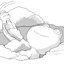 mayfrog